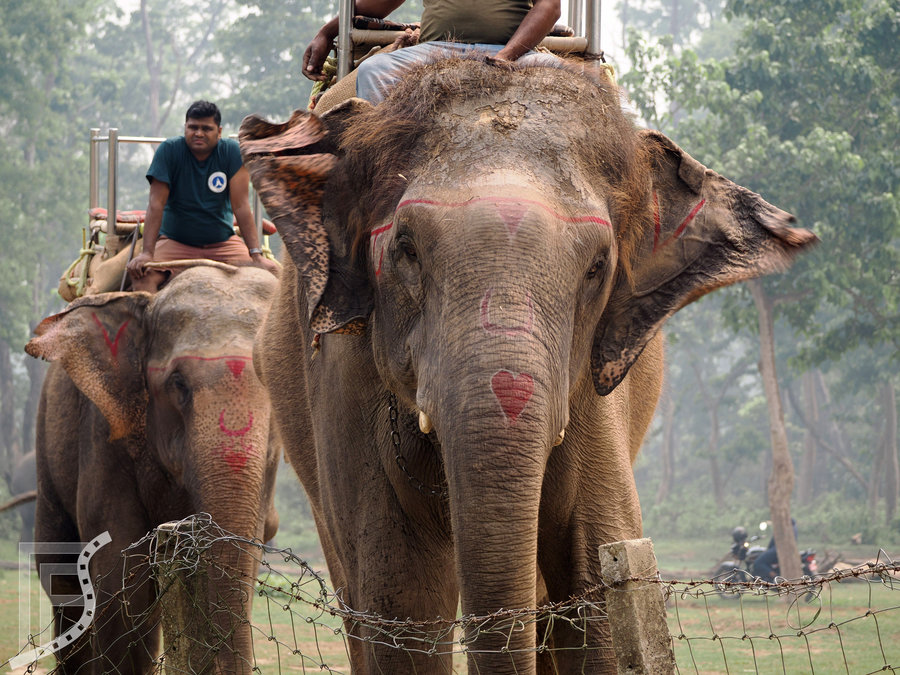Wciąż w Chitwan jest oferowana możliwość jeżdżenia na słoniach