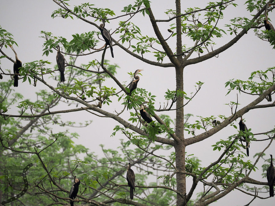 Wężówka indyjska (Anhinga melanogaster, ang. Oriental darter) - ptak spokrewniony z kormoranem
