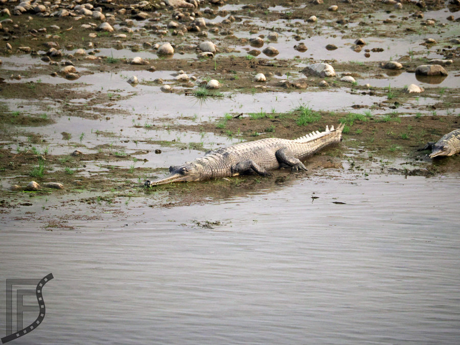 Gawial gangesowy (Gavialis gangeticus, ang. gharial) z charakterystycznym pyskiem