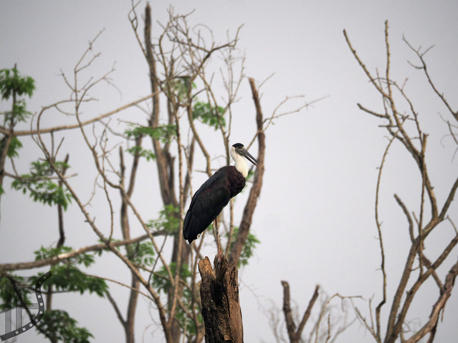 Bocian białoszyi (Ciconia episcopus, ang. Asian woolly-necked stork)