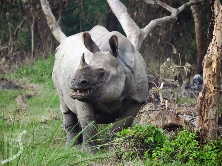 Nosorożec indyjski w pełnej krasie