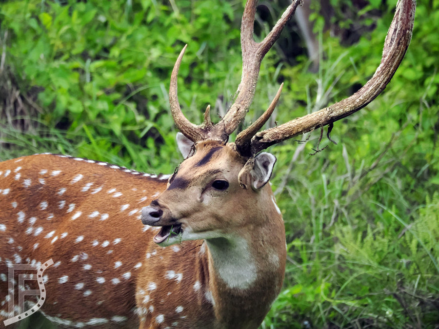 Jeleń Aksis czytal (Axis axis, ang. chital)