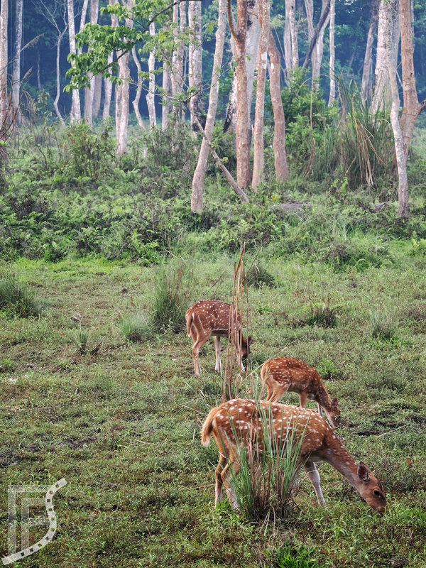 Jelenie aksis w Chitwan