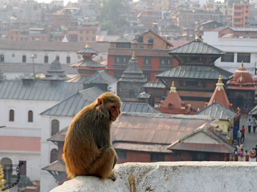 Małpa w Pashupatinath