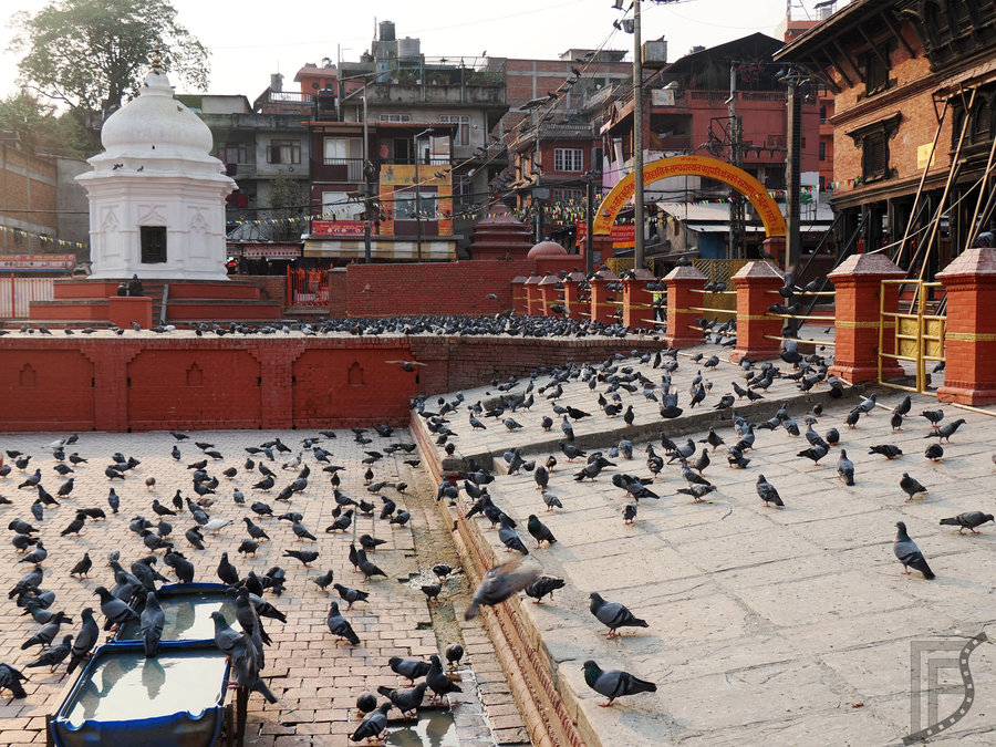 Gołębie w Pashupatinath, Katmandu