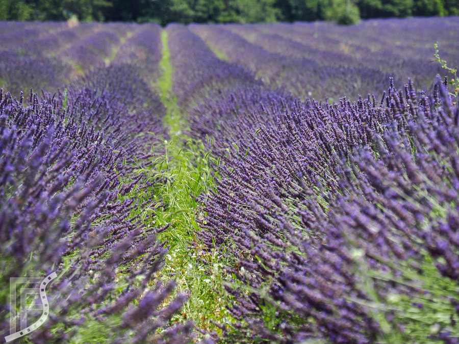 Pole lawendy, okolice Valensole, Prowansja